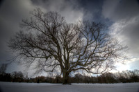 Winter Tree