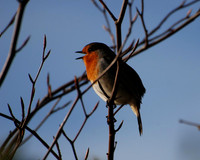 Autumn Robin