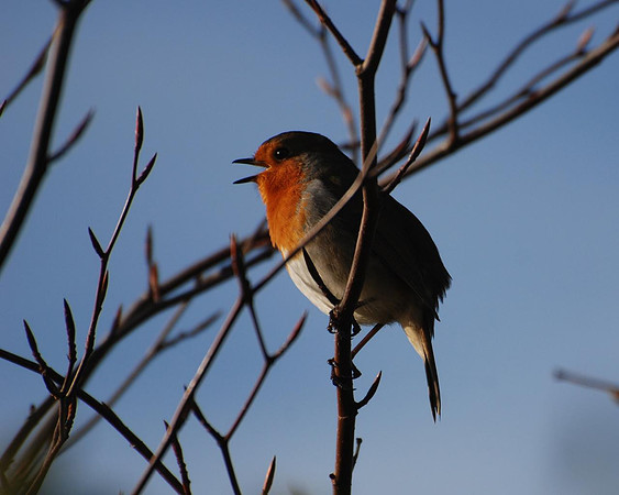 Autumn Robin