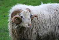 Horned Ram