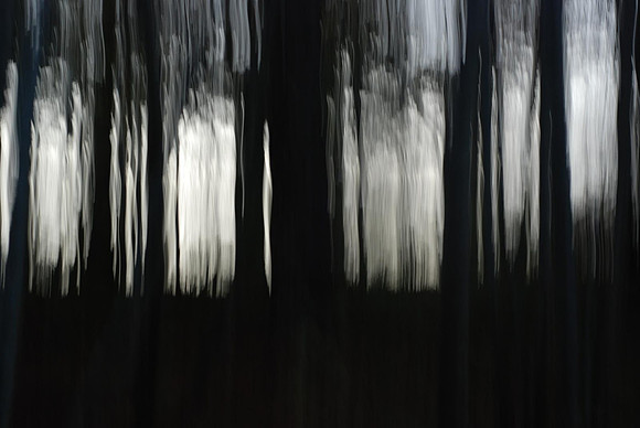 Forest at Dusk