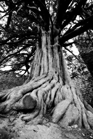 Mighty Yew II