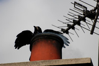Rook on a chimney
