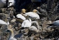Bass Rock Gannets - chick on the nest