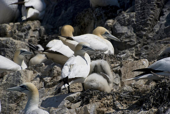 Bass Rock Gannets - chick on the nest