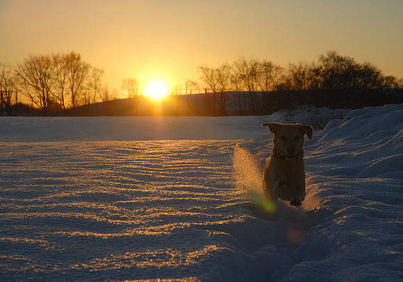 Doggie Sunset
