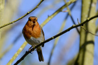 Singing Robin