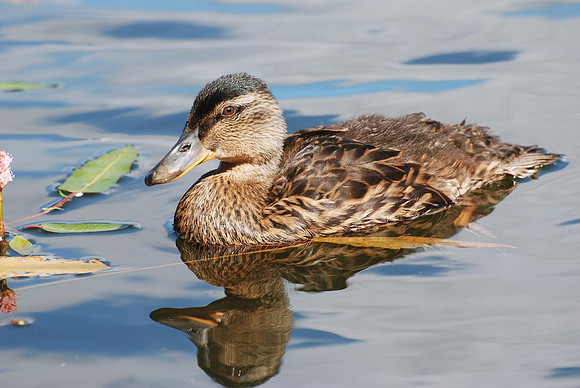 Mallard Duckling