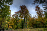 Roslin Glen Woods
