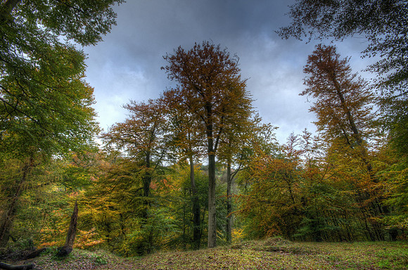 Roslin Glen Woods