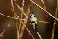 Blue Tit