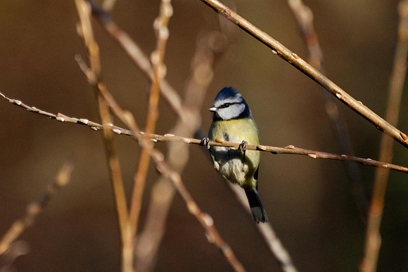 Blue Tit